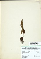 藏品(多形石葦)的圖片